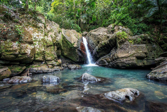 El Yunque National Rainforest Exploration