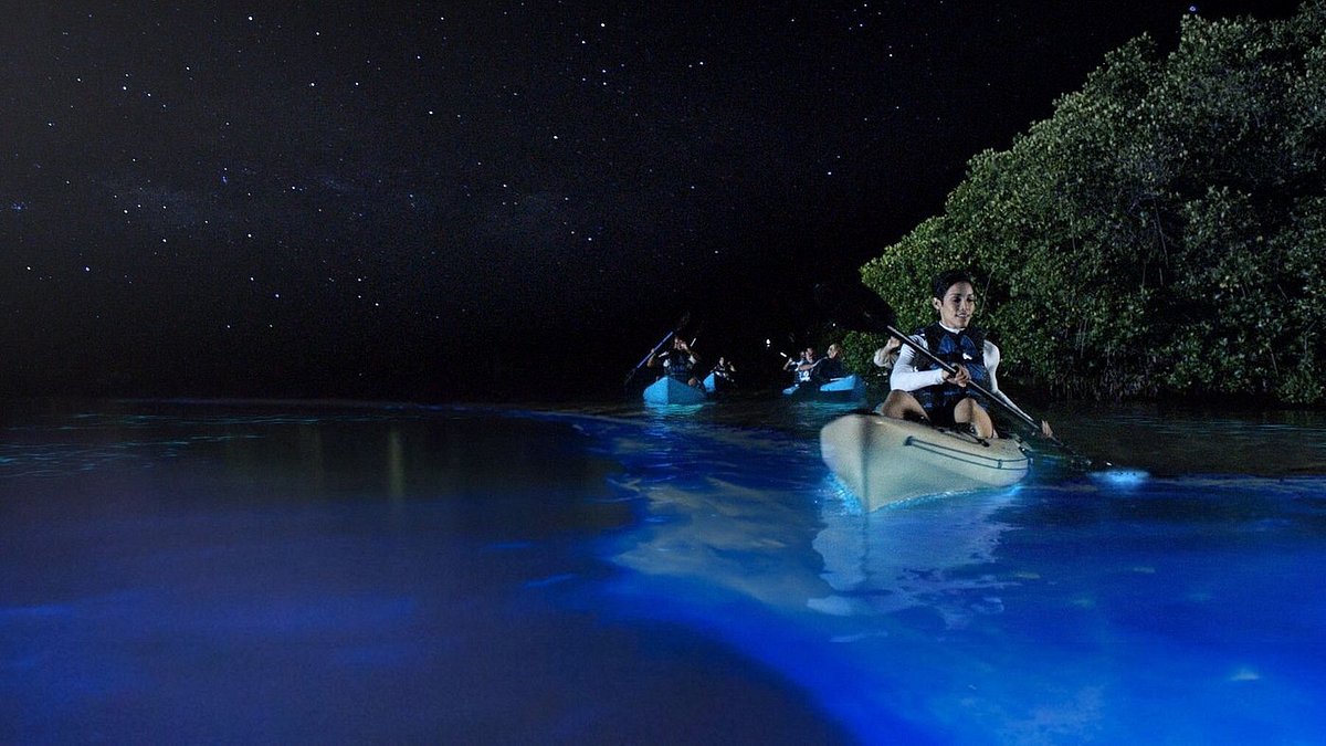 BioLuminescent Bay Adventure